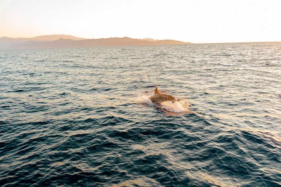 Agios Nikolaos: Mirabello Bay Sailing Cruise with Meal - Practical details before you book