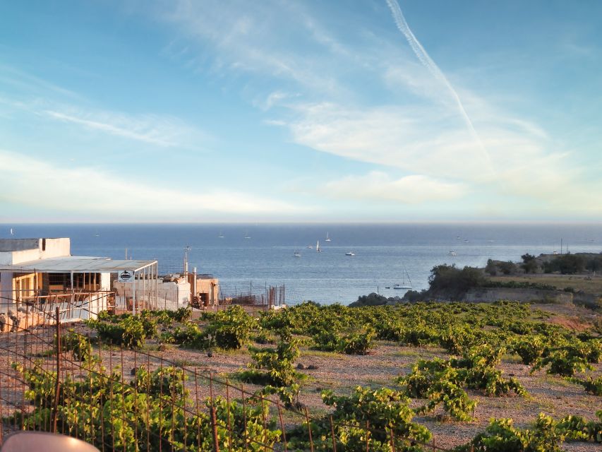 Akrotiri: Guided Horseback Riding Day Trip to a Beach - From Akrotiri’s Vineyards to a Black-Sand Beach