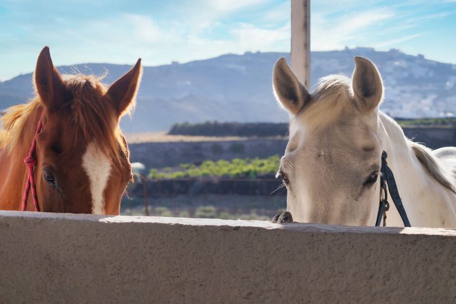 Akrotiri: Guided Horseback Riding Day Trip to a Beach - Practical Details Before You Reserve