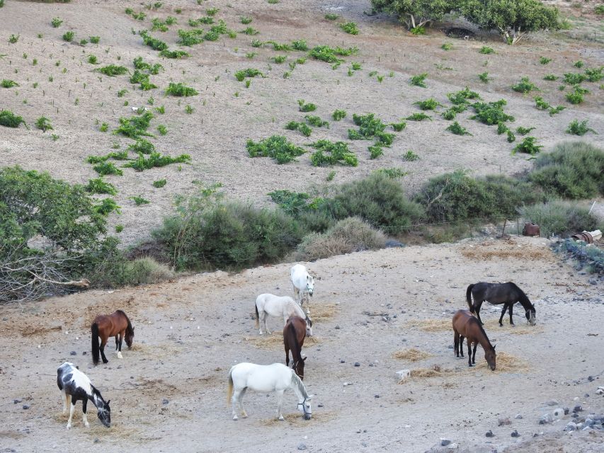 Akrotiri: Guided Horseback Riding Day Trip to a Beach - What the Guides Add