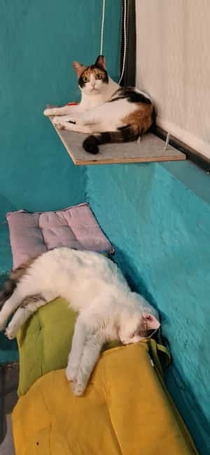 Athens: Cat Cafe Visit with Drink and Sweet - Key points to know before you book