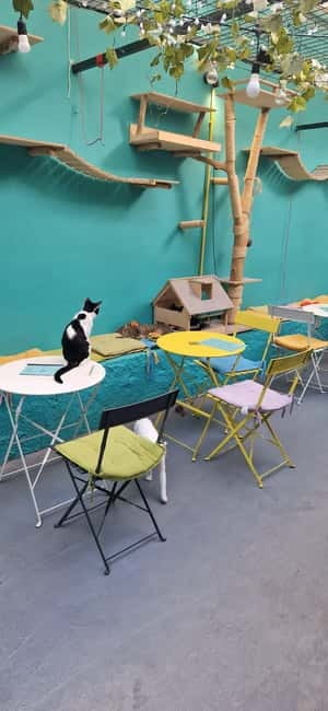 Athens: Cat Cafe Visit with Drink and Sweet - How Cat Café Athens compares with an ordinary café stop