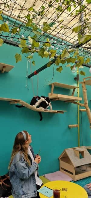Athens: Cat Cafe Visit with Drink and Sweet - A quiet cat break in the middle of Athens