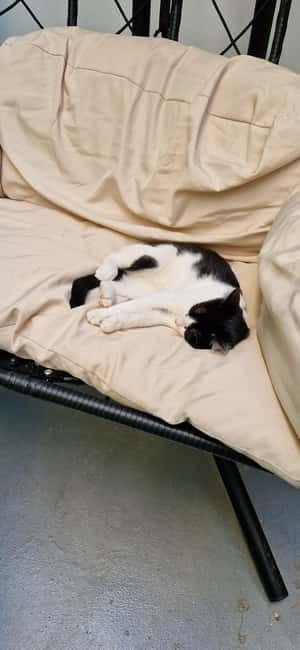 Athens: Cat Cafe Visit with Drink and Sweet - The cats are the main event, but the cause gives it purpose