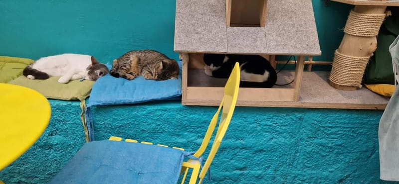Athens: Cat Cafe Visit with Drink and Sweet - The drink and sweet: modest, but useful value
