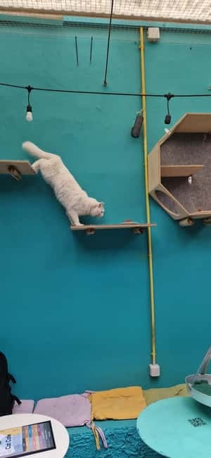 Athens: Cat Cafe Visit with Drink and Sweet - A setting built for calm interaction