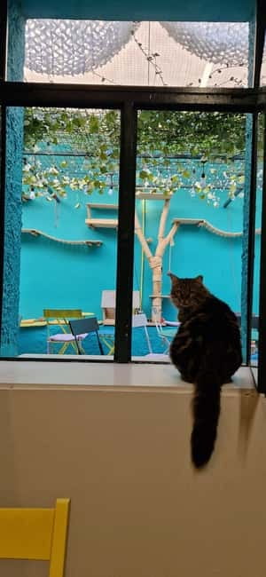 Athens: Cat Cafe Visit with Drink and Sweet - Why the small group matters