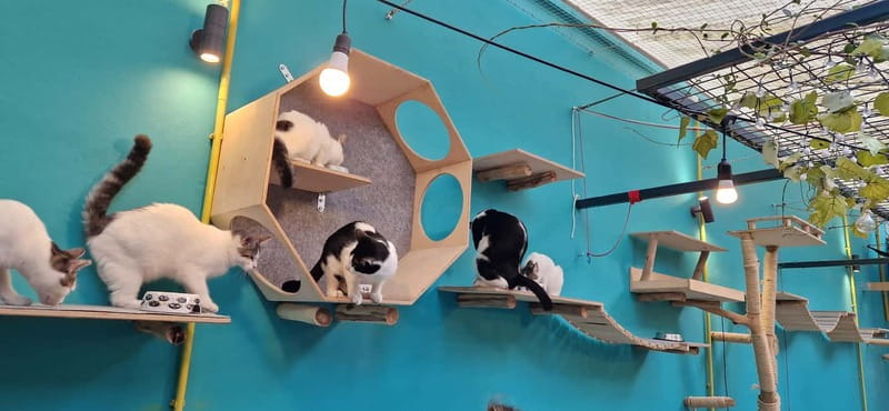 Athens: Cat Cafe Visit with Drink and Sweet - Who will enjoy Cat Café Athens most