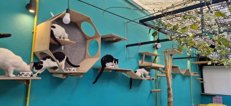 Athens: Cat Cafe Visit with Drink and Sweet - Practical details that shape the visit