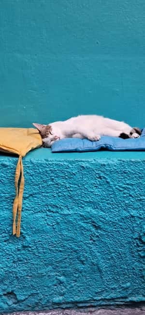 Athens: Cat Cafe Visit with Drink and Sweet - What happens during the 90-minute visit