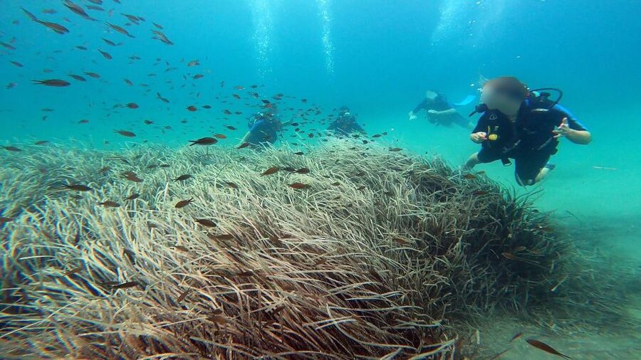 Athens East Coast: Discover Scuba Diving in Nea Makri - What makes the instructors important