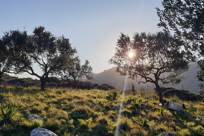 Authentic Olive Oil and Cultural Experience in Crete - From olive trees to the table in Kritsa