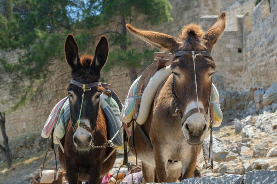 Best of Rhodes Tour including Lindos and Medieval City - Wine in an Ottoman setting