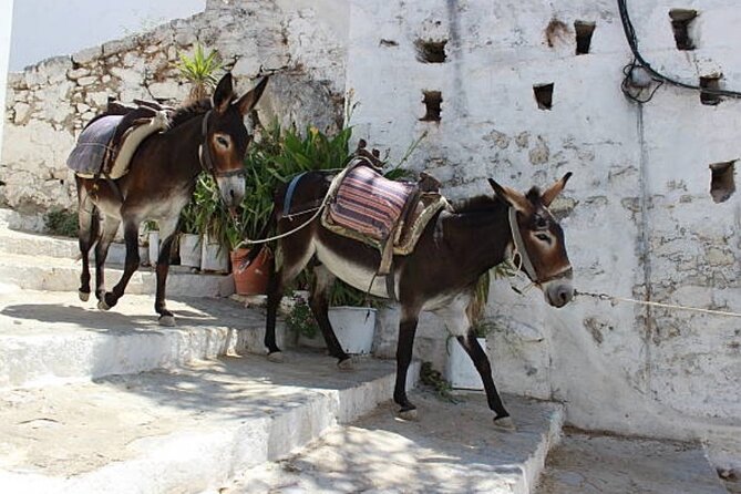 Best Rhodes Tour with Wine Tasting Experience from Cruise Port - Rhodes Old Town, a powerful final hour