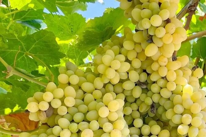 Best Rhodes Tour with Wine Tasting Experience from Cruise Port - Practical details that affect your day