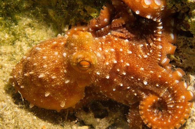 Boat Trip in Crete with Guided Snorkeling and Free Pick up! - Snorkeling near Marathi