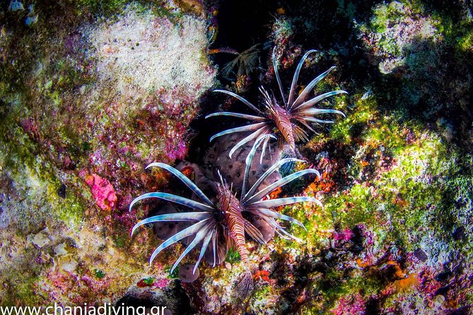 Boat Trip in Crete with Guided Snorkeling and Free Pick up! - Guides who make beginners feel at ease