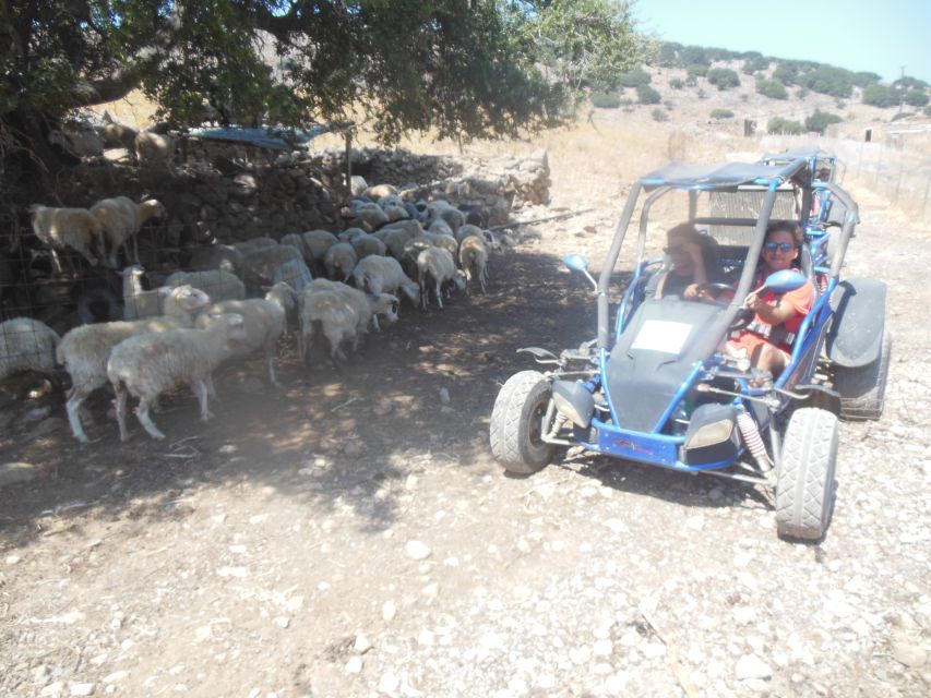 Buggy safari Crete (Transfer and lunch) analipsi- hersonisos - Neapoli and Vassilakis Estate explain Crete’s olive culture