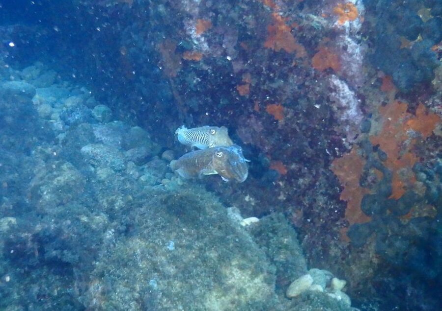 Chalkidiki: Scuba Diving for Beginners in Kassandra - What the three-hour Kassandra session is really like