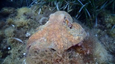 Chalkidiki: Scuba Diving for Beginners in Kassandra