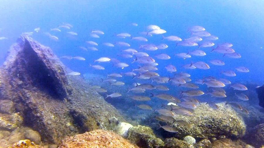 Chalkidiki: Scuba Diving for Beginners in Kassandra - Equipment, health checks, and preparation