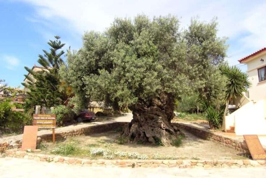 Chania Area: Food Tasting Tour with Winery Visit & Swim Stop - Key points to know before booking