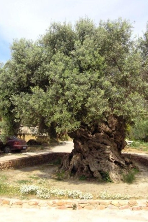 Chania Area: Food Tasting Tour with Winery Visit & Swim Stop - Final verdict: a strong food day with one uneven stop