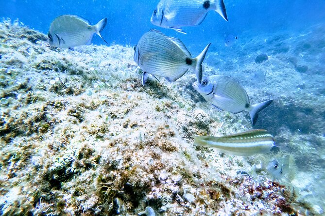 Chania Guided Snorkeling and Boat Excursion - Two snorkeling spots along the Chania coast