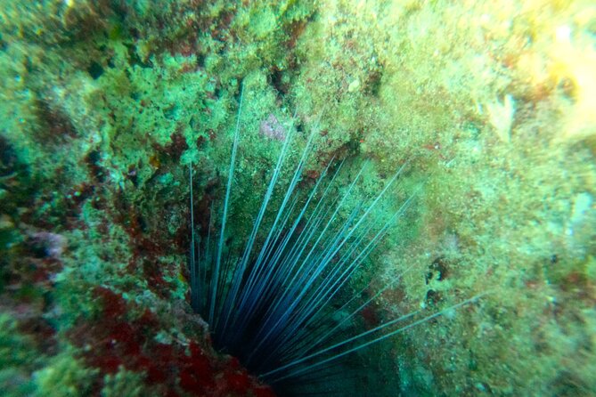 Chania Guided Snorkeling and Boat Excursion - Pickup from Chania, Kalyves, and nearby towns