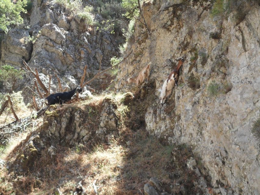 Chania: Imbros Gorge and Libyan Sea Day Tour - Who should book this Crete day tour?