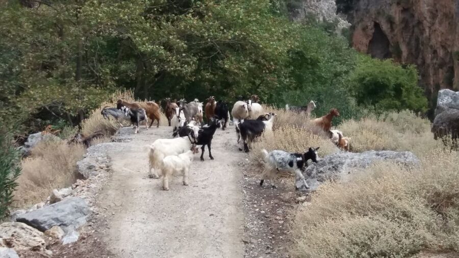 Chania: Milia Mountain Tour w/Lunch Olive Oil/Wine Tastings - What the $176 price really covers