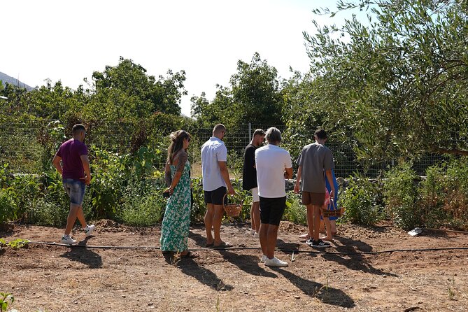 Chania Sourdough Bread Class - Olive Oil Tasting - Picking vegetables for a real Cretan salad