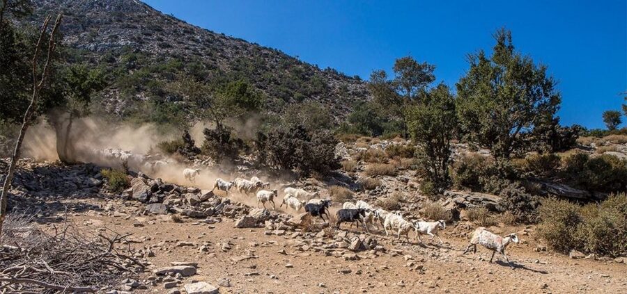 Chania: White Mountains Safari Tour with Lunch and Tastings - Booking details worth knowing