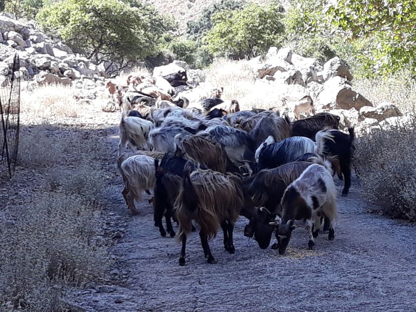 Chania: White Mountains Safari Tour with Lunch and Tastings - Lunch with Samaria Gorge and Pachnes in view
