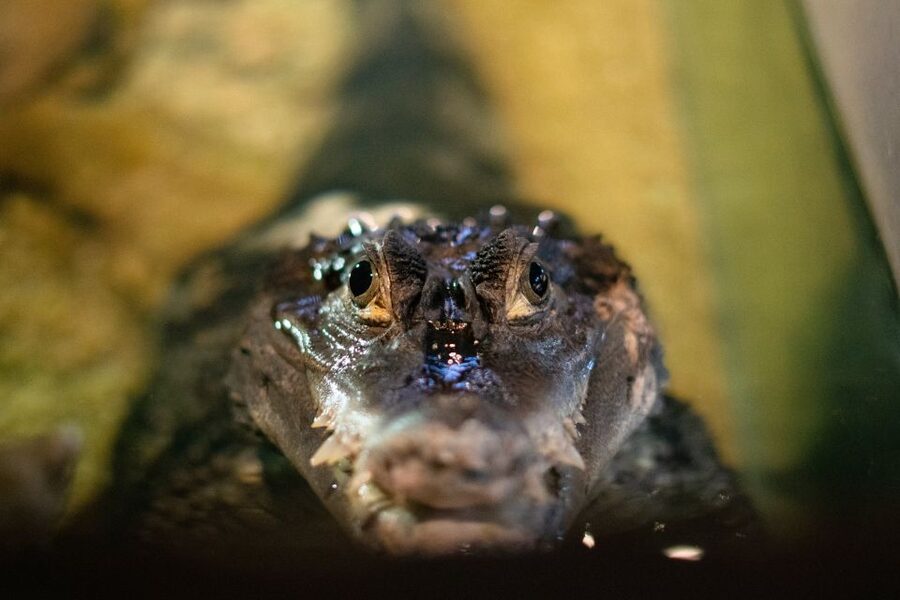 Corfu: Aquarium Entry Ticket with Guided Tour - The Reptile House: snakes, turtles, frogs, and one crocodile