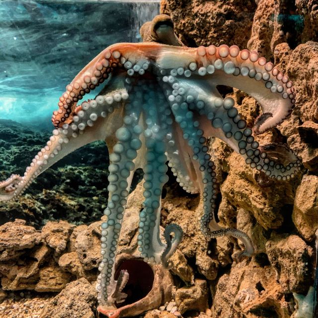Corfu: Aquarium Entry Ticket with Guided Tour - Why the guided tour can help, and when it may not