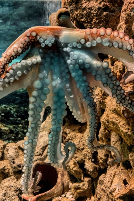 Corfu: Aquarium Entry Ticket with Guided Tour - Should you book the Corfu Aquarium?