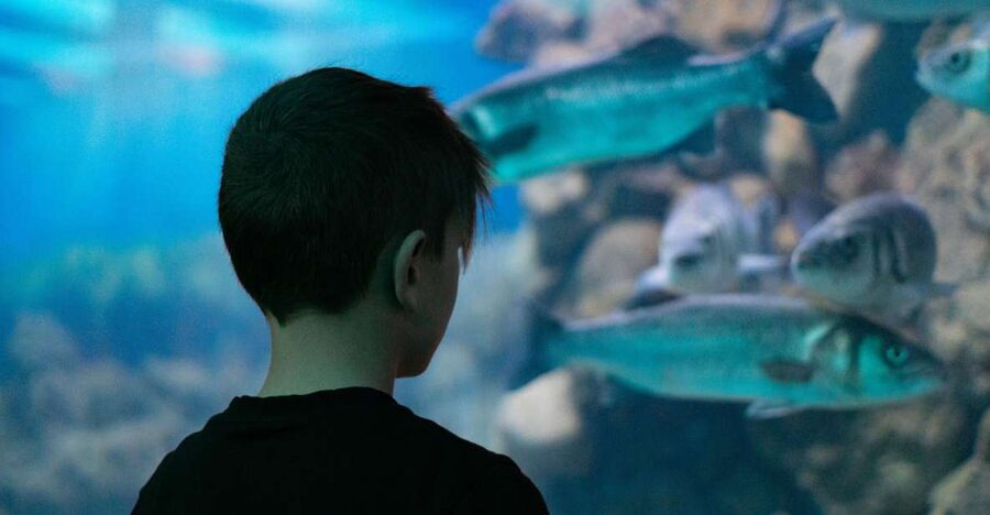 Corfu: Aquarium Entry Ticket with Guided Tour - The Mediterranean displays: lobsters, octopuses, and scorpion fish