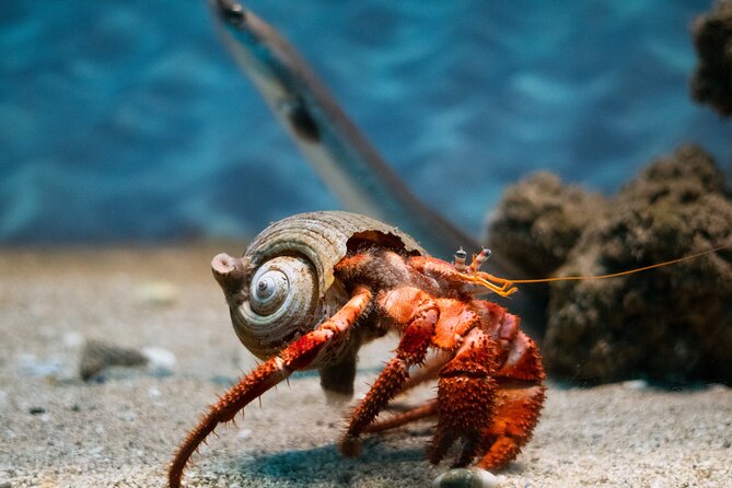 Corfu Aquarium Ticket with Tour Included - Why the guide matters in a small aquarium