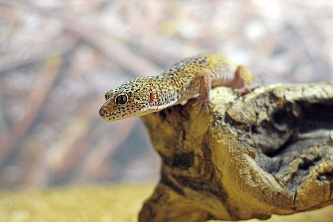 Corfu Aquarium Ticket with Tour Included - Choosing morning or afternoon