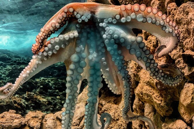 Corfu Aquarium Ticket with Tour Included - Who will enjoy this visit most