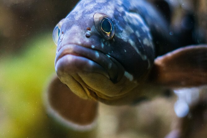 Corfu Aquarium Ticket with Tour Included - The reptile house adds needed variety