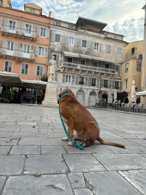 Corfu: Dog Sightseeing Tour - Meeting outside Hotel Arcadion