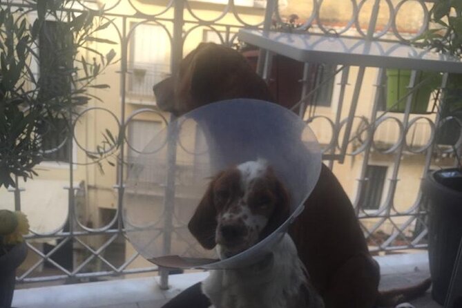 Corfu Old Town Guide Tour with Dog or City with 4 paws - Esplanada Square and Corfu’s open center