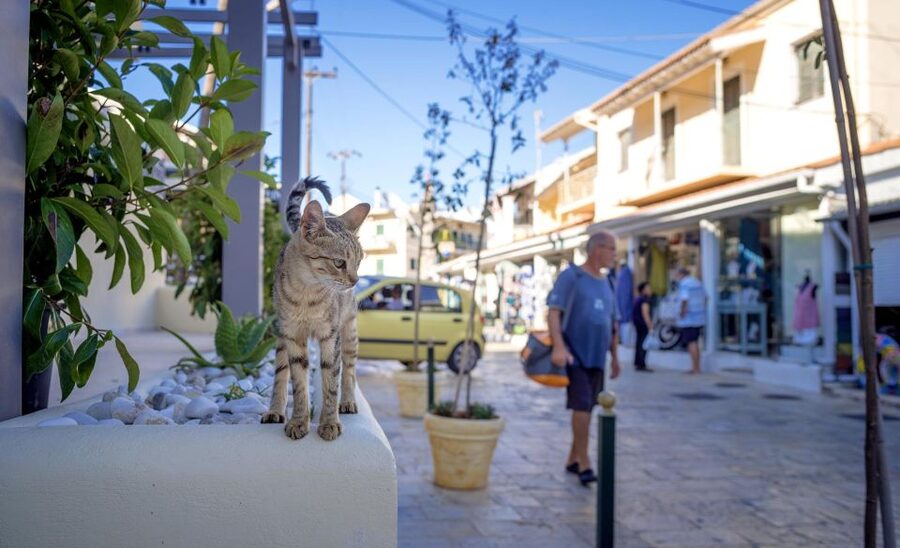 Corfu: Shore & Shared Tour – Kassiopi & Canal d’Amour - Guides, drivers, and the small-group feel