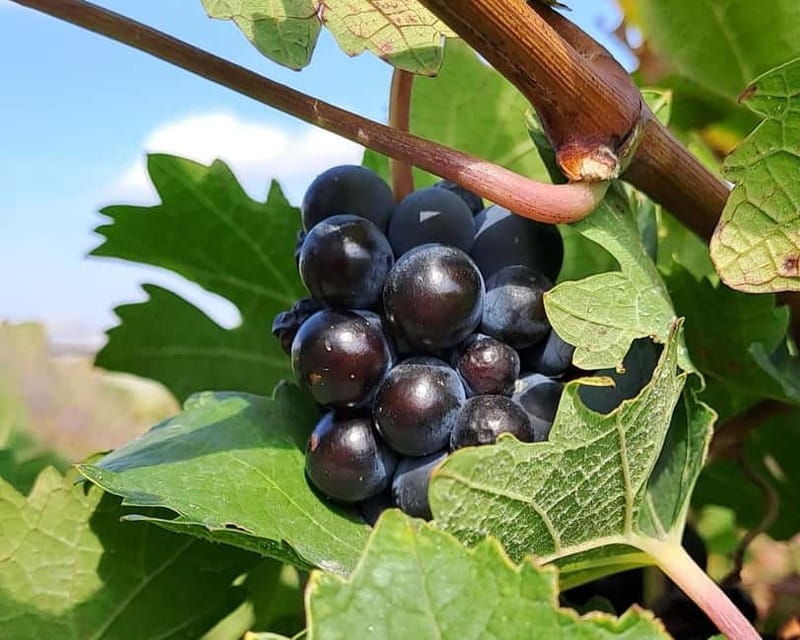 Crete: 2 Wineries Tour with Wine Tasting & Lunch - Key points to know before booking