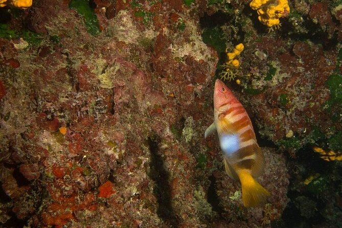 Crete-Chania: Snorkeling & Scuba Dive for Beginners by Boat - What the $181.02 price really covers