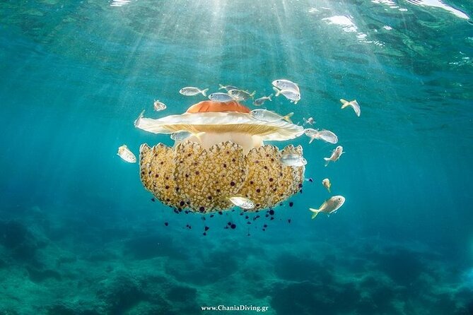 Crete-Chania: Snorkeling & Scuba Dive for Beginners by Boat - Weather, water temperature, and small practical tips