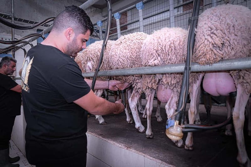 Crete: Farm Visit with Cheese Tasting and Milking Experience - A working farm, not just a photo stop