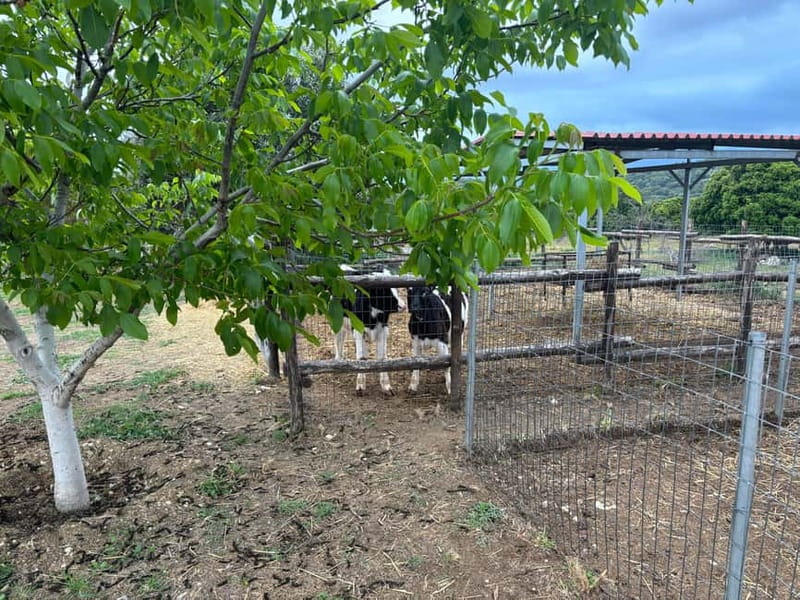 Crete: Farm Visit with Cheese Tasting and Milking Experience - Making cheese in the traditional factory